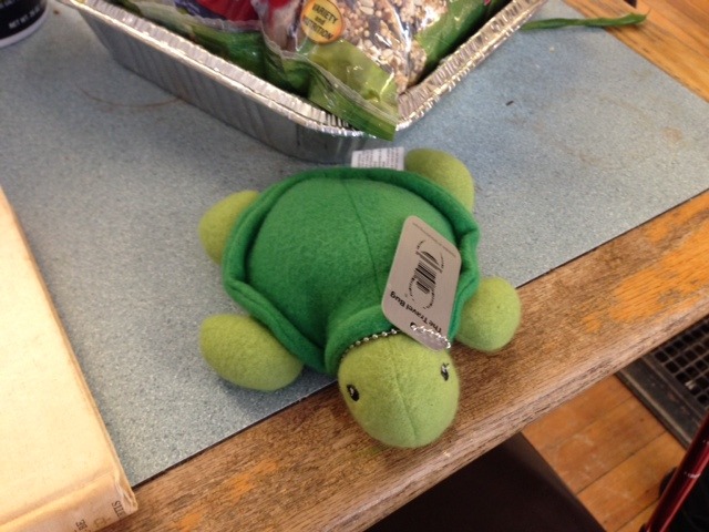 Mollie the Tortoise, Travel Bug photo (94)
