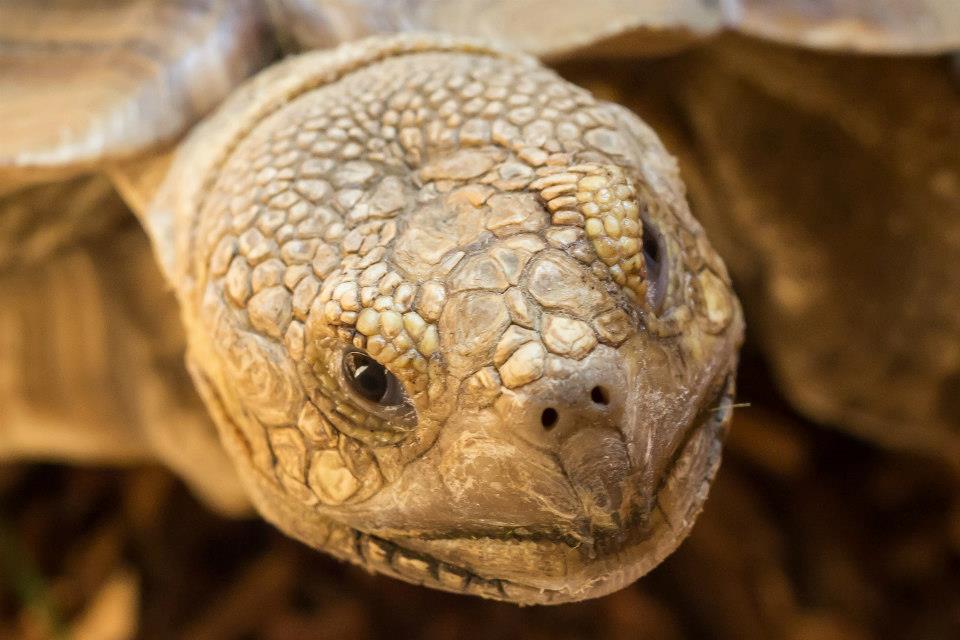 12915_504132602939617_982108892_n