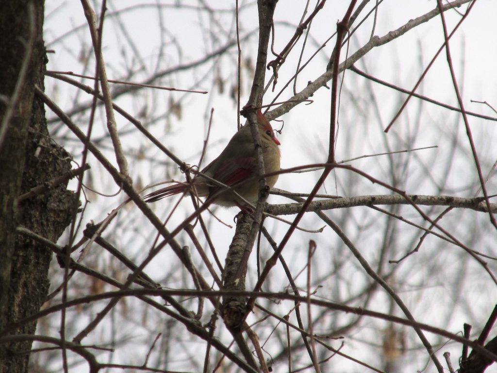 female cardinal