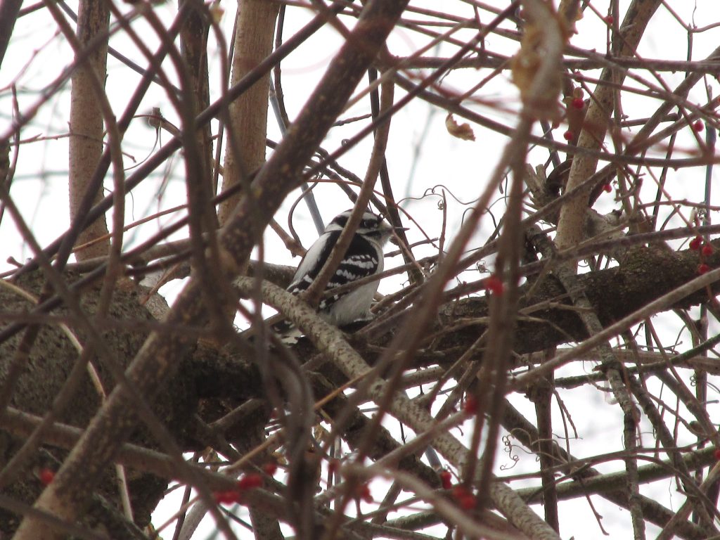 female downy wp