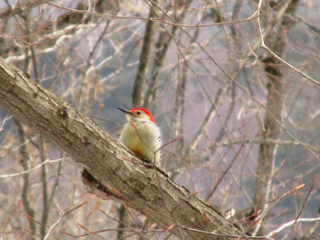female red bellied wp